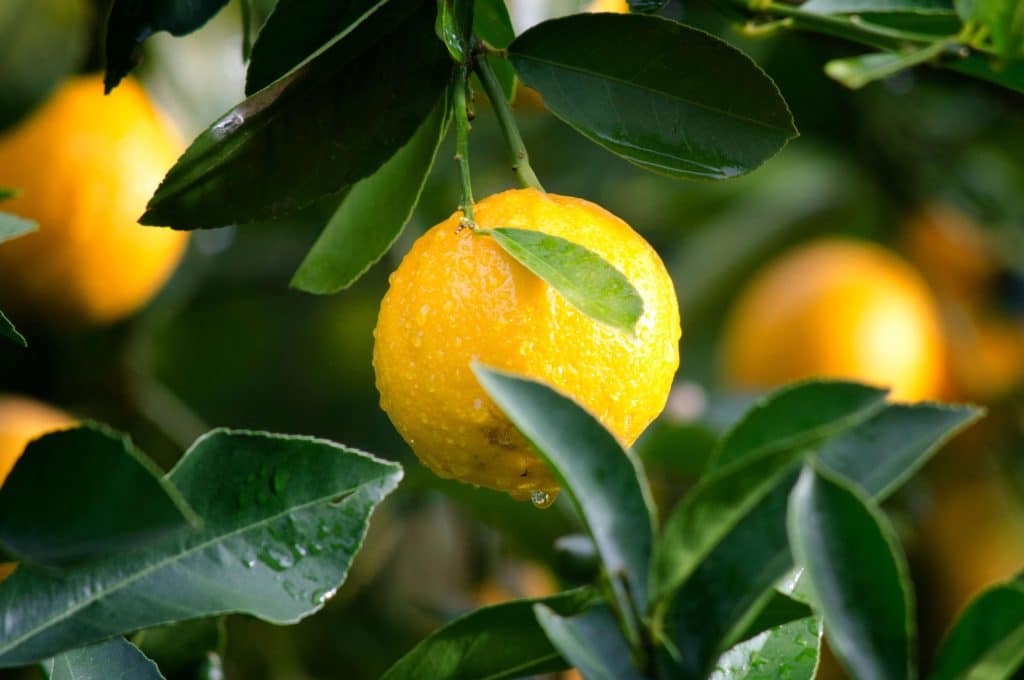 Stickling från citronträd
