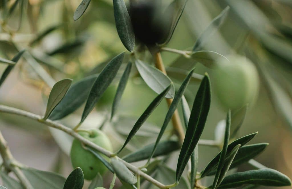 Stickling från olivträd
