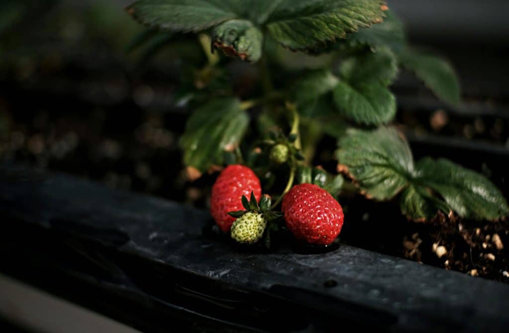 Plantera om jordgubbar