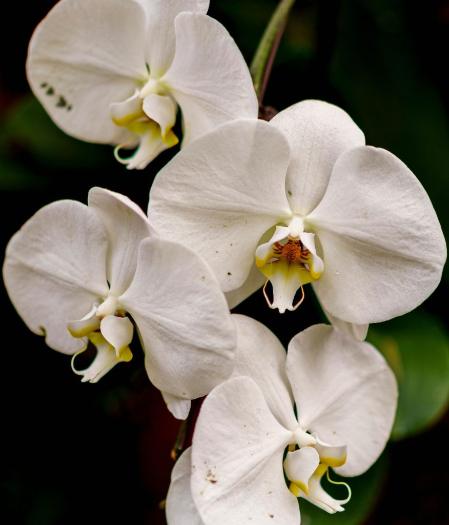 Omplantera orkidé