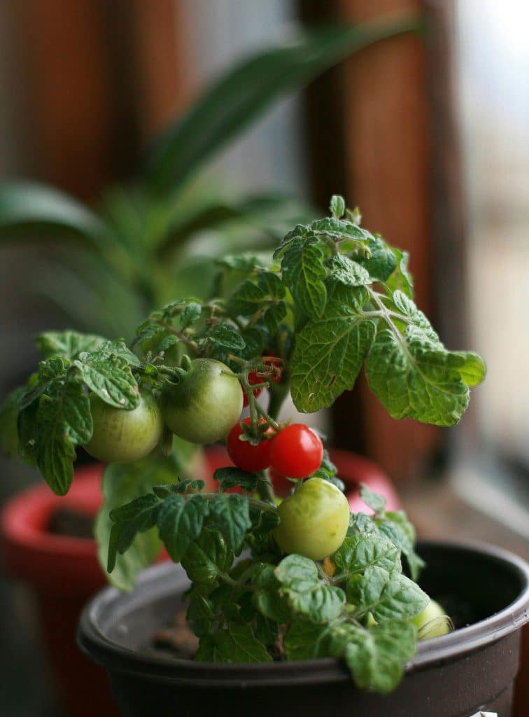 Plantera om tomat