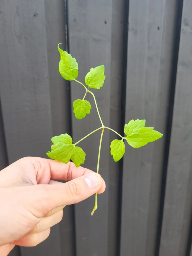 Stickling från klematis